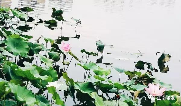 江南荷葉、蓮花
